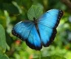 Mavi kelebek